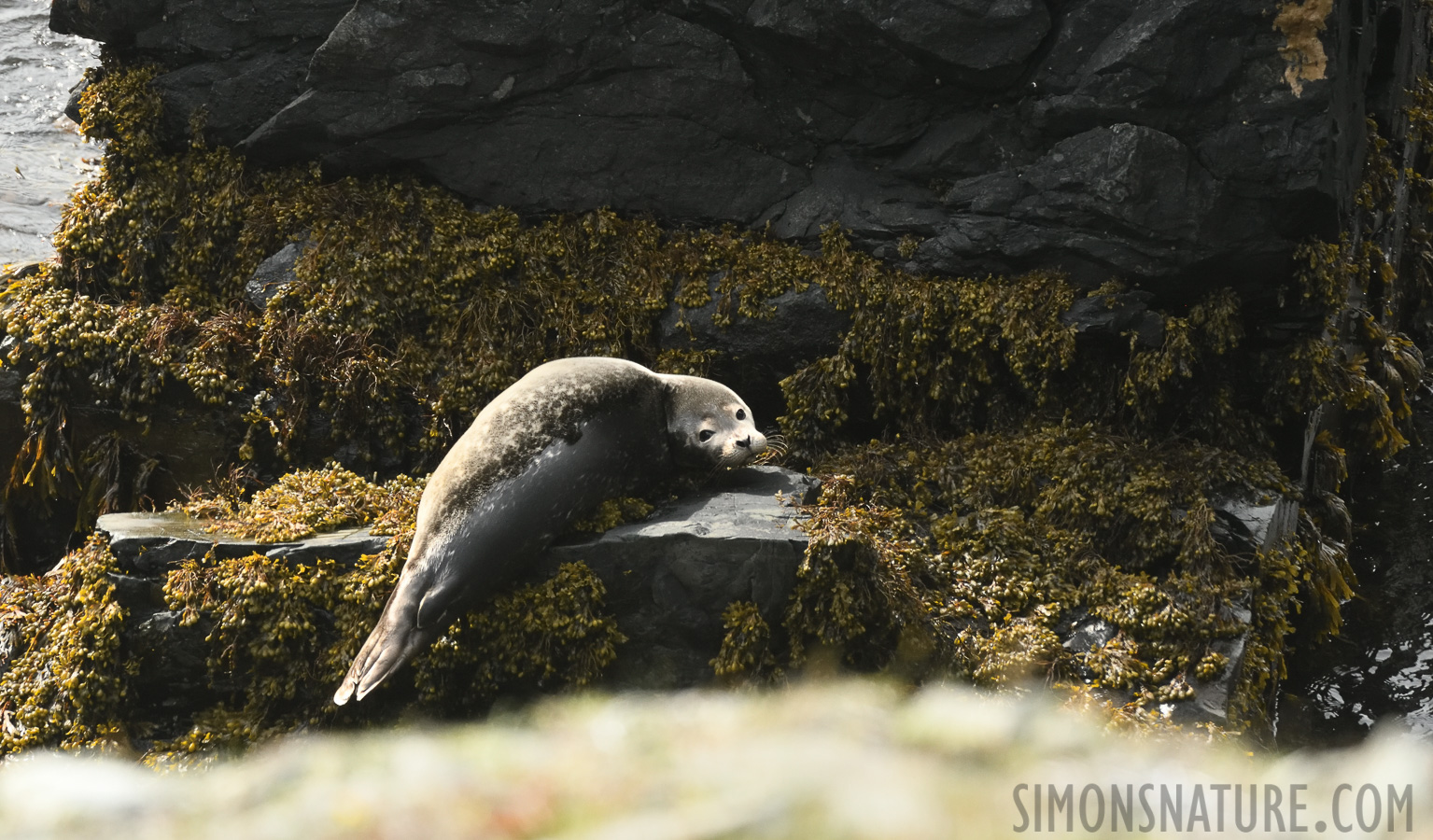 Phoca vitulina concolor [400 mm, 1/1250 sec at f / 8.0, ISO 1600]